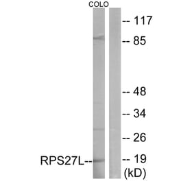 Western Blot - Anti-RPS27L Antibody (C14115) - Antibodies.com