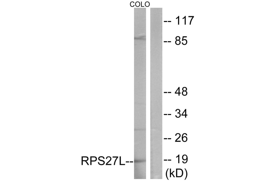 Western Blot - Anti-RPS27L Antibody (C14115) - Antibodies.com