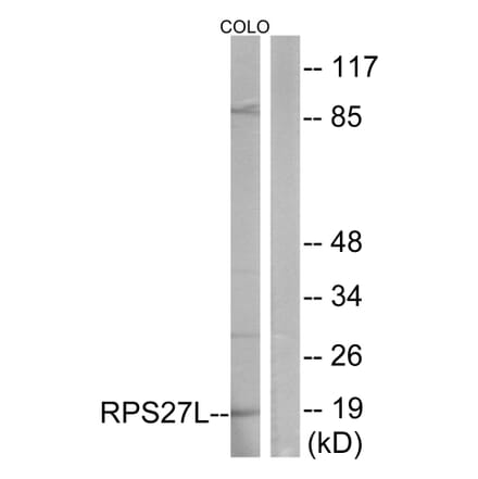 Western Blot - Anti-RPS27L Antibody (C14115) - Antibodies.com