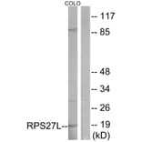 Western Blot - Anti-RPS27L Antibody (C14115) - Antibodies.com