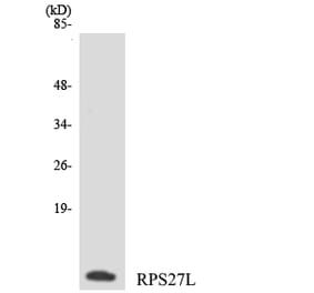 Western Blot - Anti-RPS27L Antibody (R12-3462) - Antibodies.com