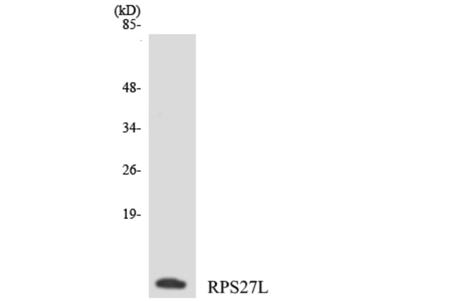 Western Blot - Anti-RPS27L Antibody (R12-3462) - Antibodies.com