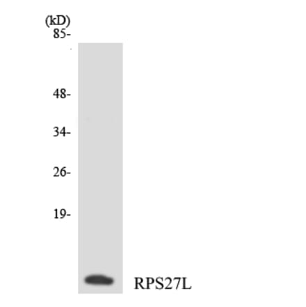 Western Blot - Anti-RPS27L Antibody (R12-3462) - Antibodies.com