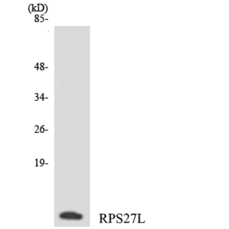 Western Blot - Anti-RPS27L Antibody (R12-3462) - Antibodies.com