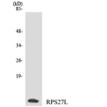Western Blot - Anti-RPS27L Antibody (R12-3462) - Antibodies.com