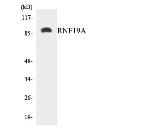 Western Blot - Anti-RNF19A Antibody (R12-3446) - Antibodies.com