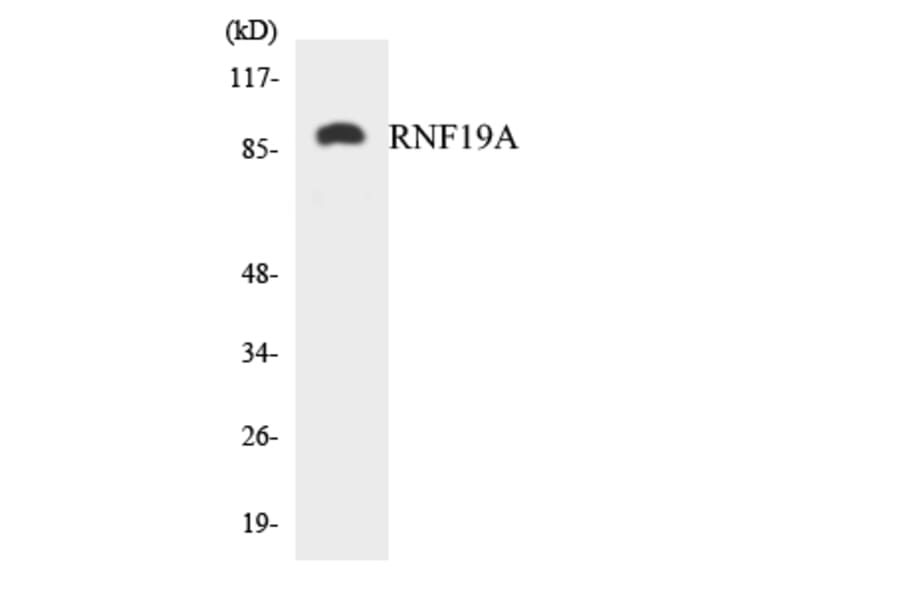 Western Blot - Anti-RNF19A Antibody (R12-3446) - Antibodies.com