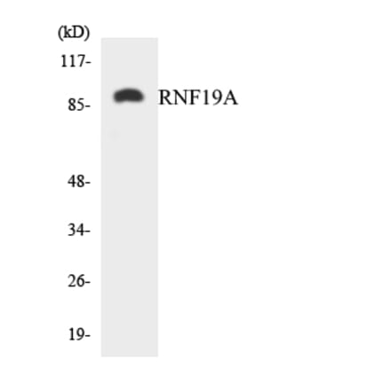 Western Blot - Anti-RNF19A Antibody (R12-3446) - Antibodies.com