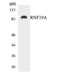 Western Blot - Anti-RNF19A Antibody (R12-3446) - Antibodies.com