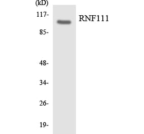 Western Blot - Anti-RNF111 Antibody (R12-3445) - Antibodies.com