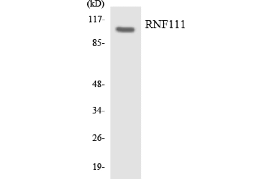 Western Blot - Anti-RNF111 Antibody (R12-3445) - Antibodies.com