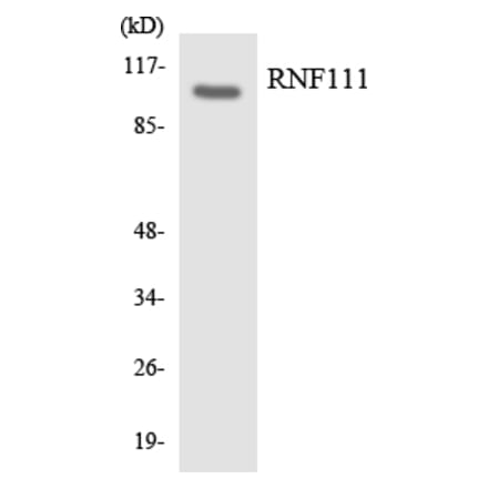 Western Blot - Anti-RNF111 Antibody (R12-3445) - Antibodies.com