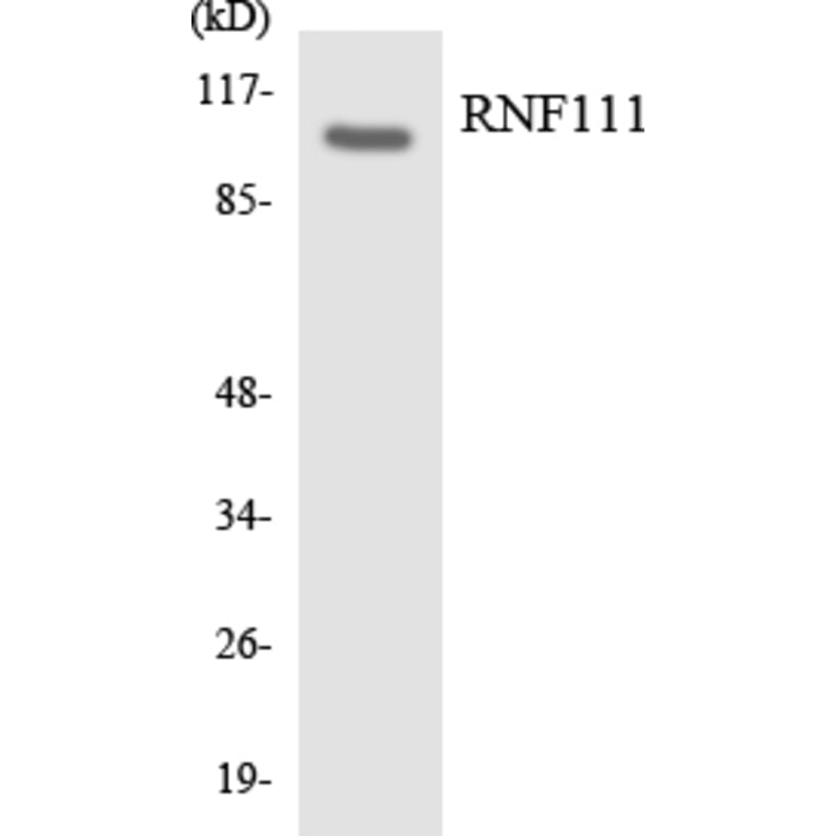 Western Blot - Anti-RNF111 Antibody (R12-3445) - Antibodies.com