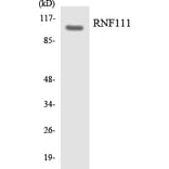 Western Blot - Anti-RNF111 Antibody (R12-3445) - Antibodies.com