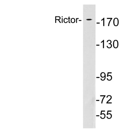 Western Blot - Anti-Rictor Antibody (R12-2333) - Antibodies.com