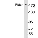Western Blot - Anti-Rictor Antibody (R12-2333) - Antibodies.com