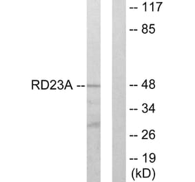 Western Blot - Anti-RAD23A Antibody (C13113) - Antibodies.com