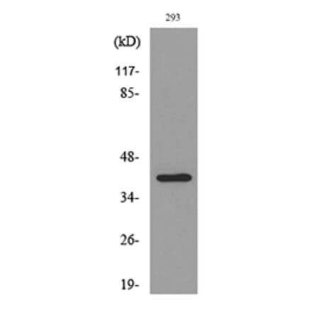 Western Blot - Anti-PTGDR2 Antibody (C30537) - Antibodies.com