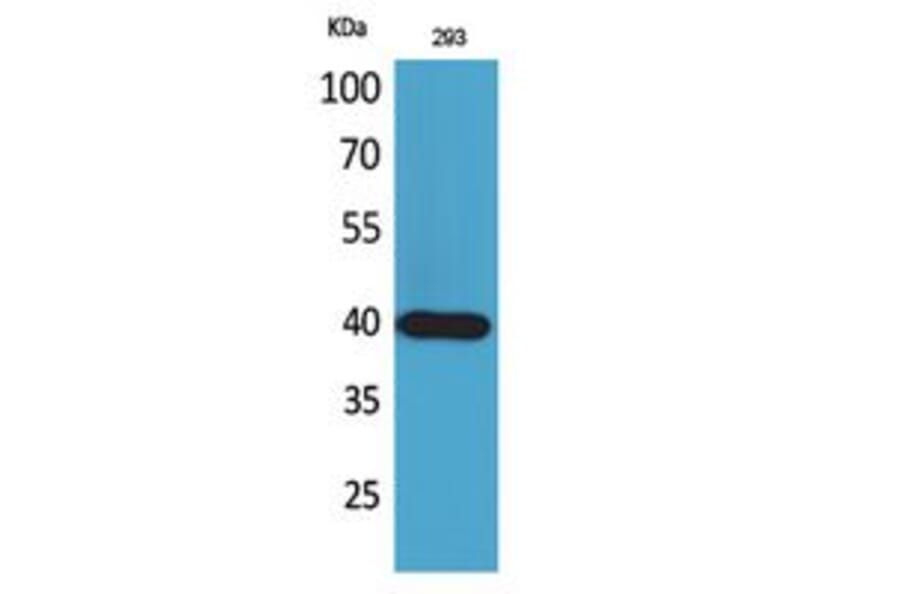 Western Blot - Anti-PTGDR2 Antibody (C30537) - Antibodies.com