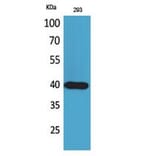 Western Blot - Anti-PTGDR2 Antibody (C30537) - Antibodies.com