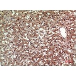 Immunohistochemistry - Anti-PTGDR2 Antibody (C30537) - Antibodies.com