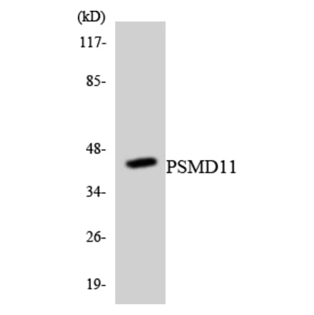 Western Blot - Anti-PSMD11 Antibody (R12-3378) - Antibodies.com