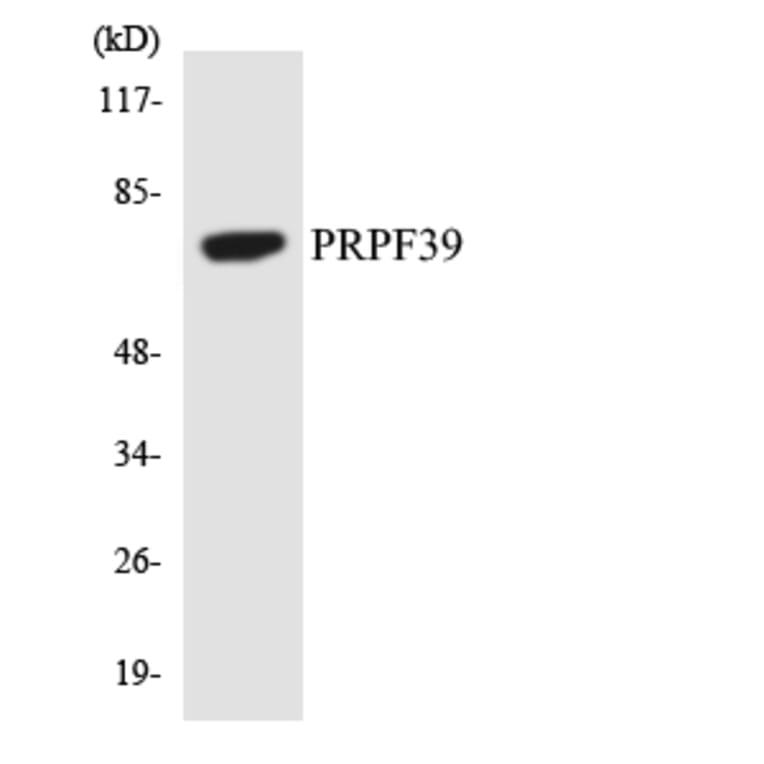 Western Blot - Anti-PRPF39 Antibody (R12-3373) - Antibodies.com