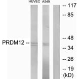 Western Blot - Anti-PRDM12 Antibody (C11694) - Antibodies.com