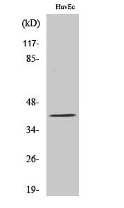 Western blot analysis of various cells using Anti-PRDM12 Antibody.