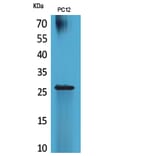 Western Blot - Anti-POLR3G Antibody (C30981) - Antibodies.com