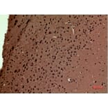Immunohistochemistry - Anti-POLR3G Antibody (C30981) - Antibodies.com