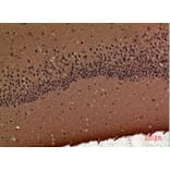 Immunohistochemistry - Anti-POLR3G Antibody (C30981) - Antibodies.com