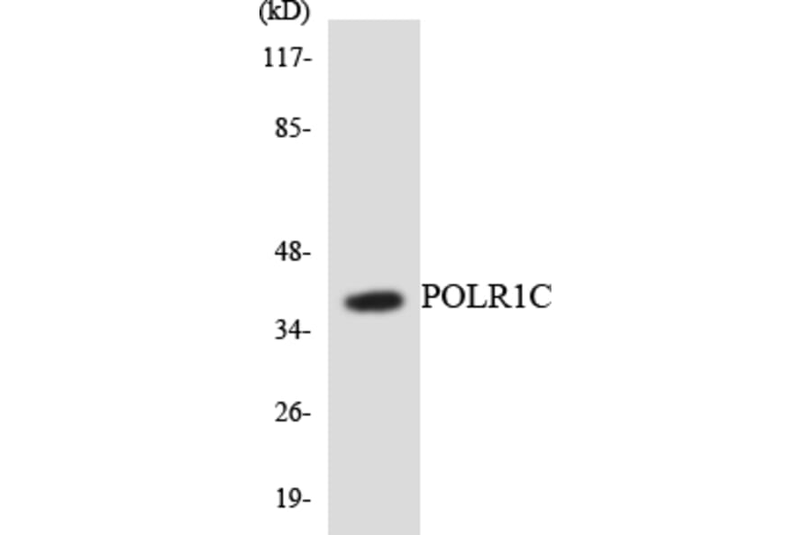 Western Blot - Anti-POLR1C Antibody (R12-3344) - Antibodies.com