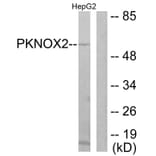 Western Blot - Anti-PKNOX2 Antibody (C11510) - Antibodies.com