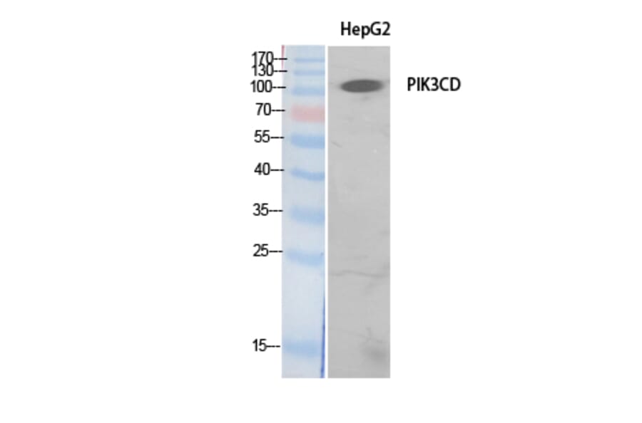 Western Blot - Anti-PIK3CD Antibody (C30995) - Antibodies.com