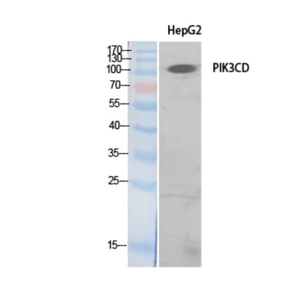 Western Blot - Anti-PIK3CD Antibody (C30995) - Antibodies.com
