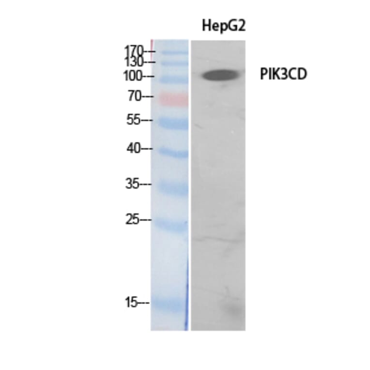 Western Blot - Anti-PIK3CD Antibody (C30995) - Antibodies.com