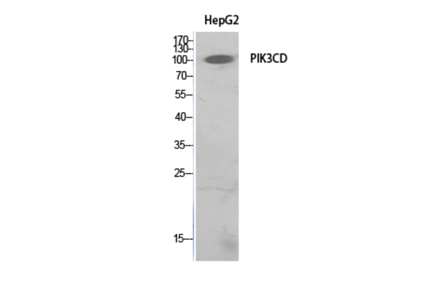 Western Blot - Anti-PIK3CD Antibody (C30995) - Antibodies.com