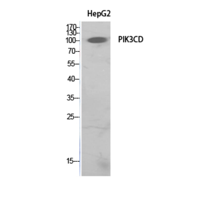 Western Blot - Anti-PIK3CD Antibody (C30995) - Antibodies.com