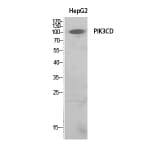 Western Blot - Anti-PIK3CD Antibody (C30995) - Antibodies.com