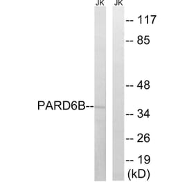 Western Blot - Anti-PARD6B Antibody (C17606) - Antibodies.com