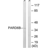 Western Blot - Anti-PARD6B Antibody (C17606) - Antibodies.com