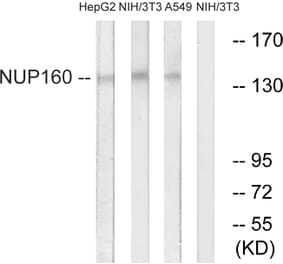 Western Blot - Anti-NUP160 Antibody (C17093) - Antibodies.com