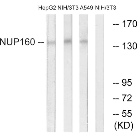 Western Blot - Anti-NUP160 Antibody (C17093) - Antibodies.com