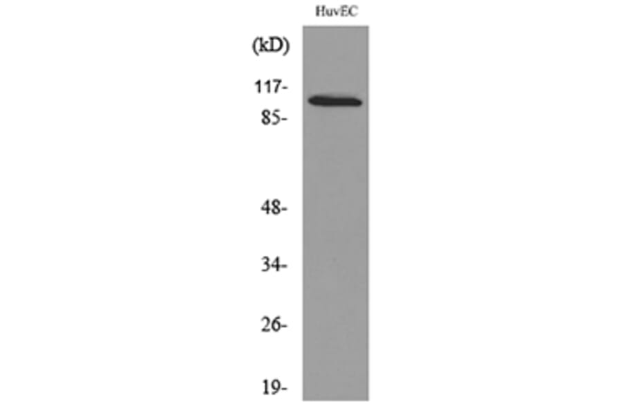 Western Blot - Anti-NFATC1 Antibody (C30249) - Antibodies.com