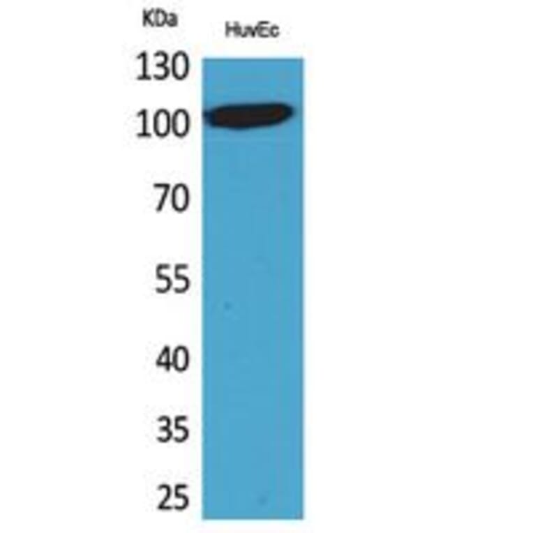 Western Blot - Anti-NFATC1 Antibody (C30249) - Antibodies.com