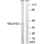 Western Blot - Anti-NDUFS3 Antibody (C16845) - Antibodies.com