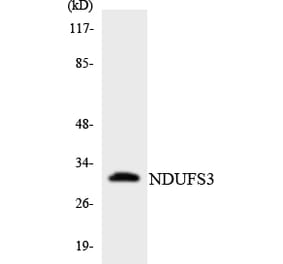 Western Blot - Anti-NDUFS3 Antibody (R12-3085) - Antibodies.com