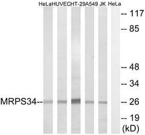 Western Blot - Anti-MRPS34 Antibody (C16662) - Antibodies.com