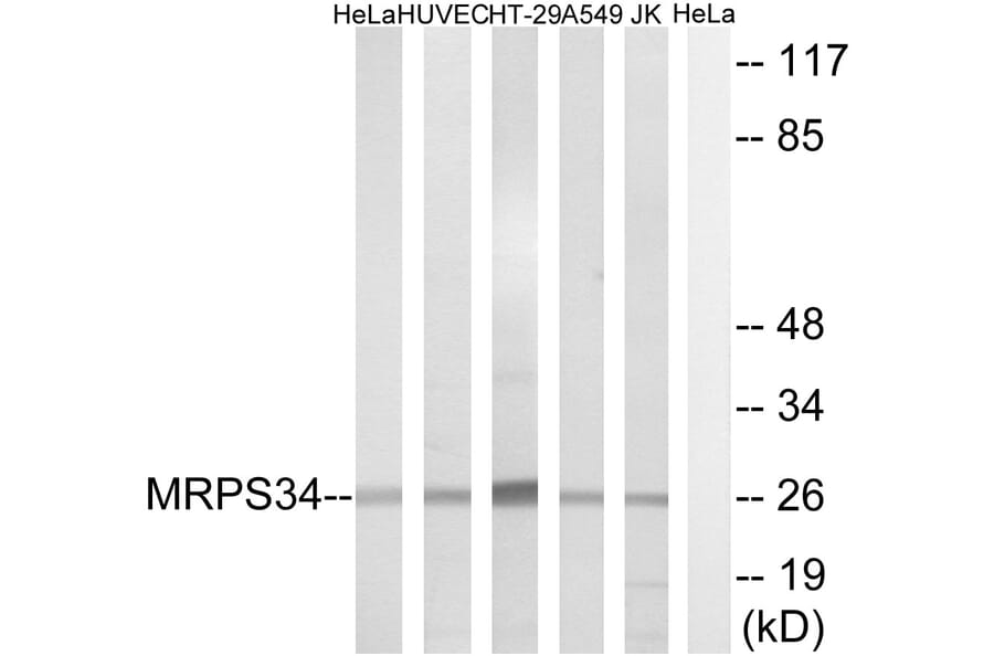 Western Blot - Anti-MRPS34 Antibody (C16662) - Antibodies.com